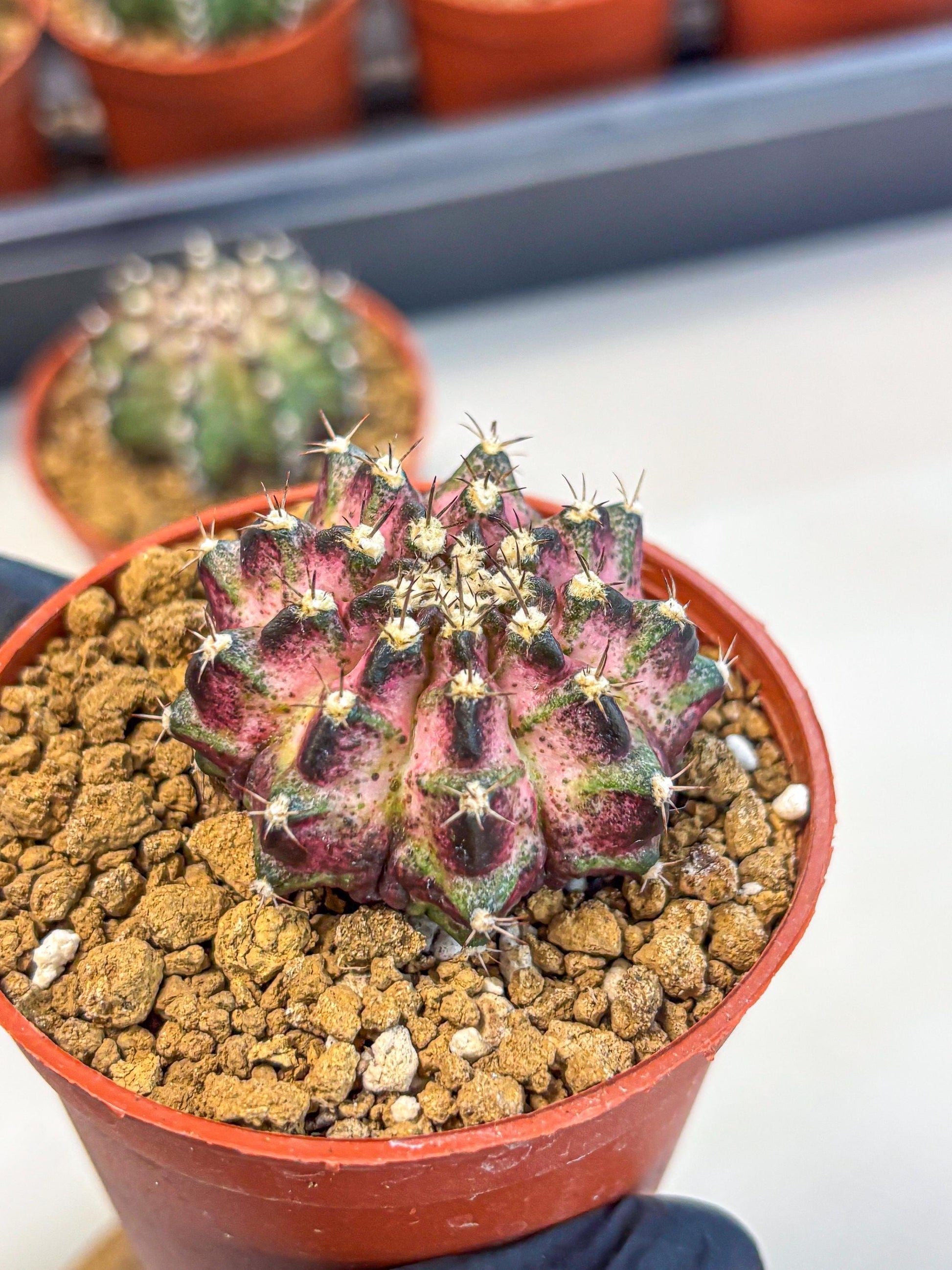 Gymnocalycium T-Rex (gy11) (p1) | Variegated Cactus