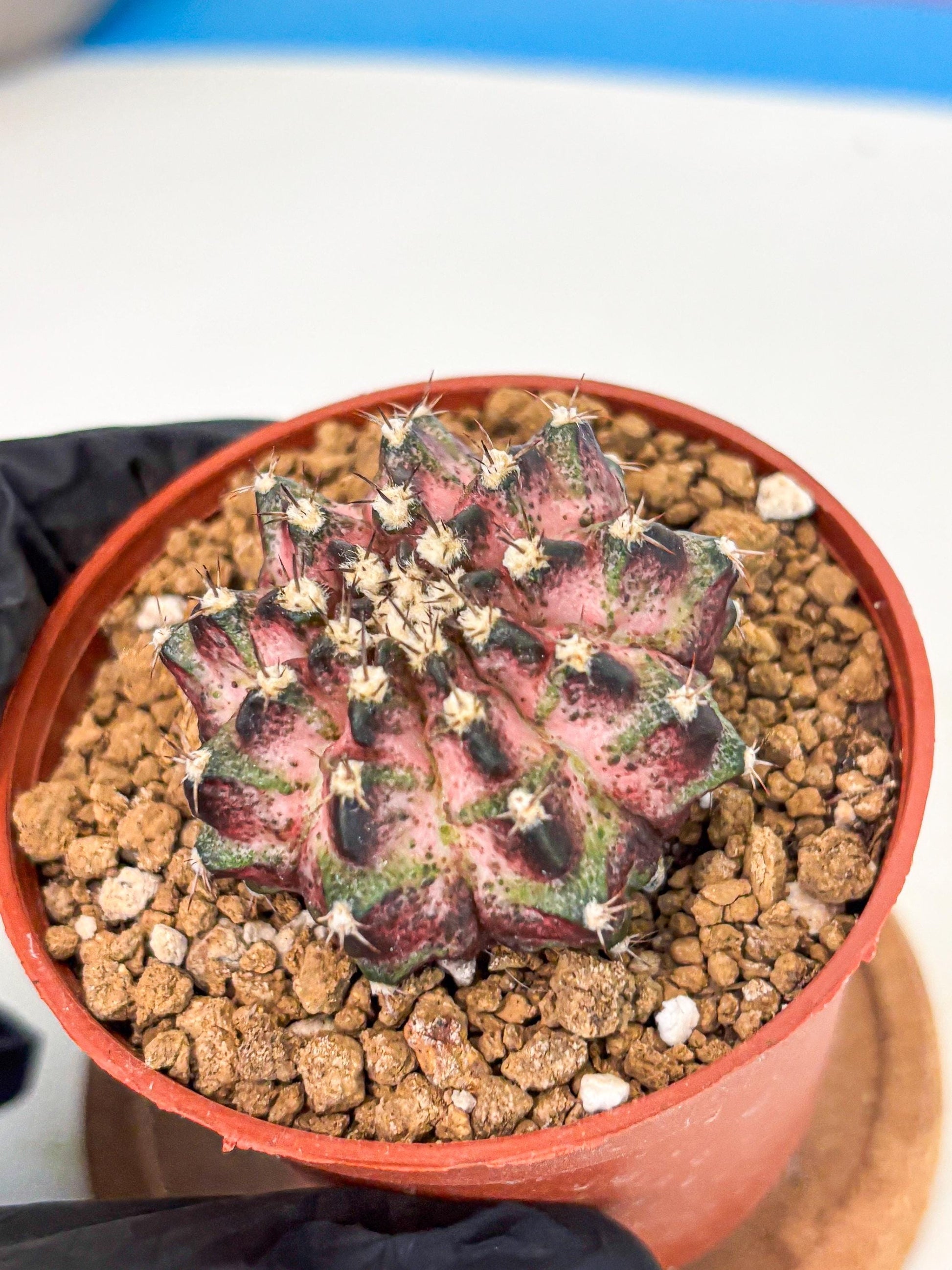 Gymnocalycium T-Rex (gy11) (p1) | Variegated Cactus