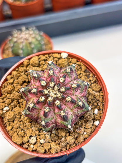Gymnocalycium T-Rex (gy11) (p1) | Variegated Cactus
