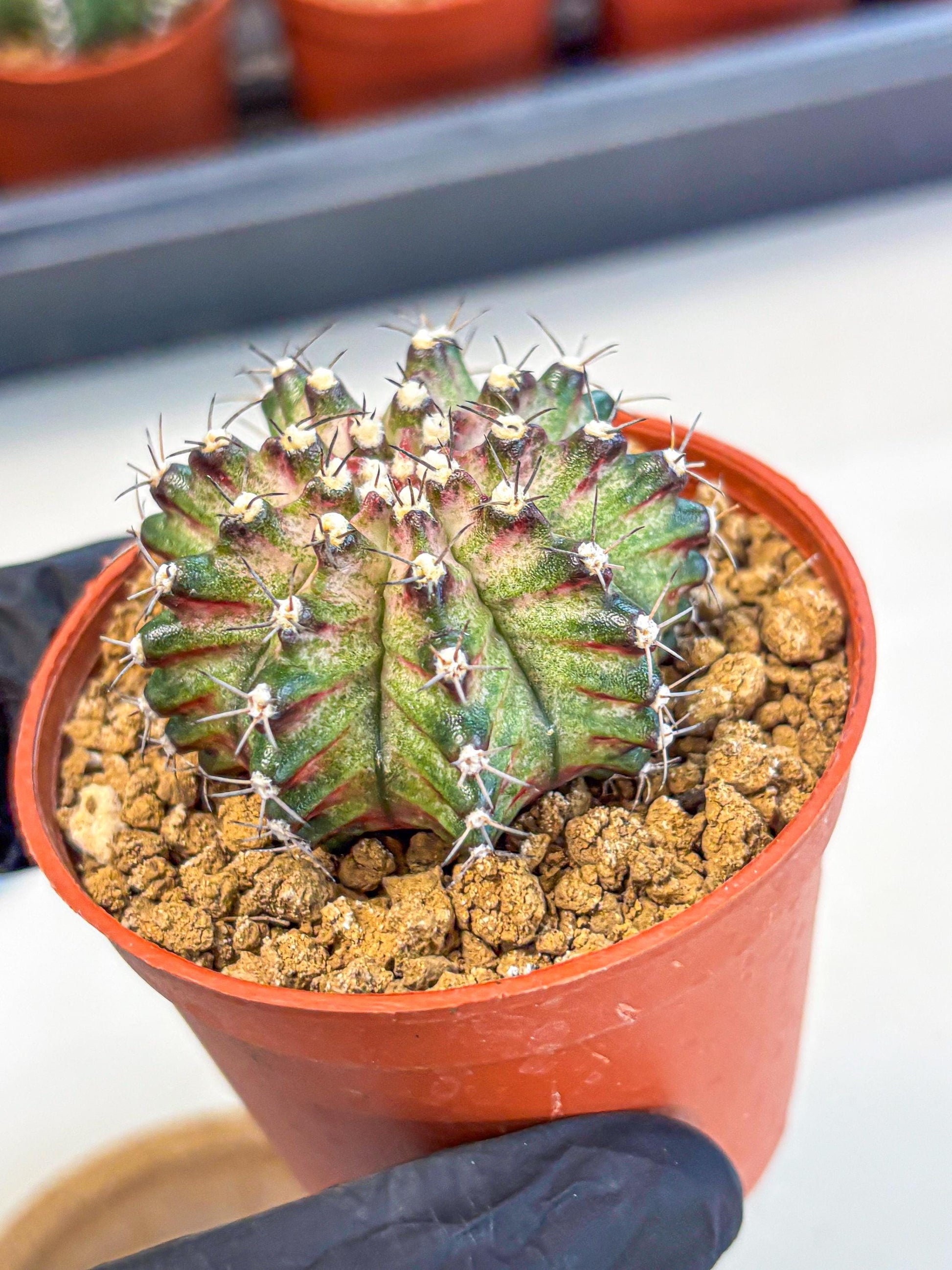 Gymnocalycium T-Rex (gy11) (p2) | Variegated Cactus