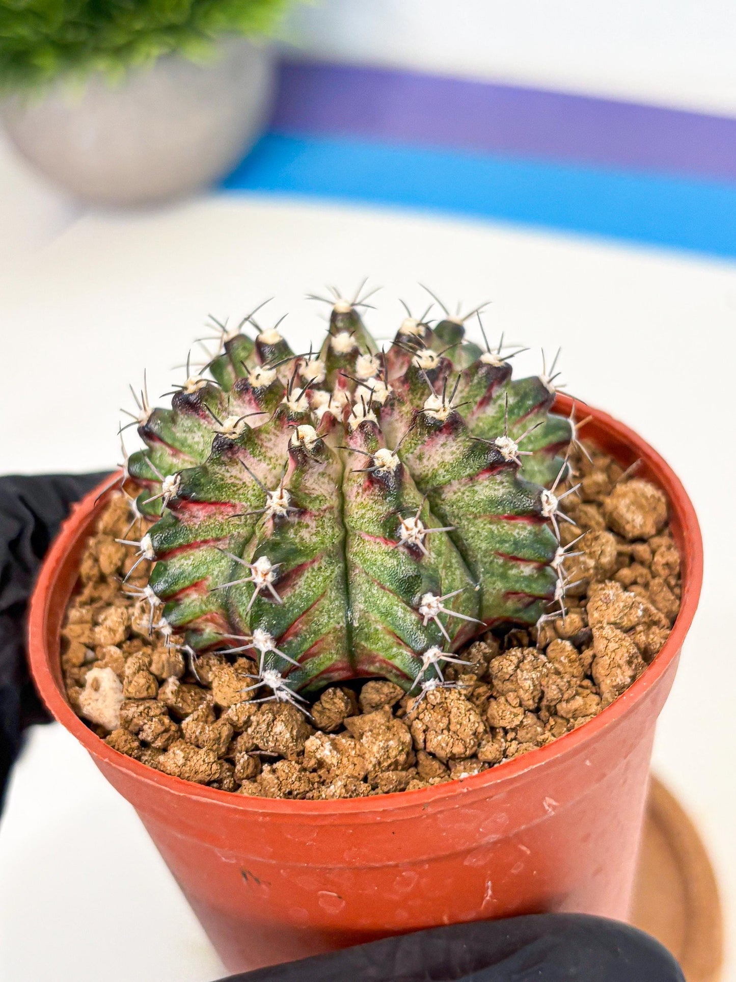 Gymnocalycium T-Rex (gy11) (p2) | Variegated Cactus