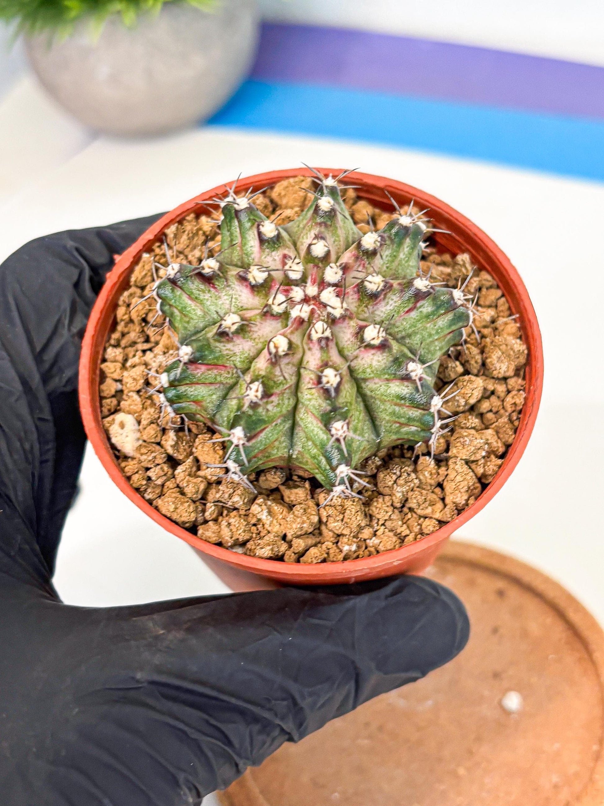 Gymnocalycium T-Rex (gy11) (p2) | Variegated Cactus