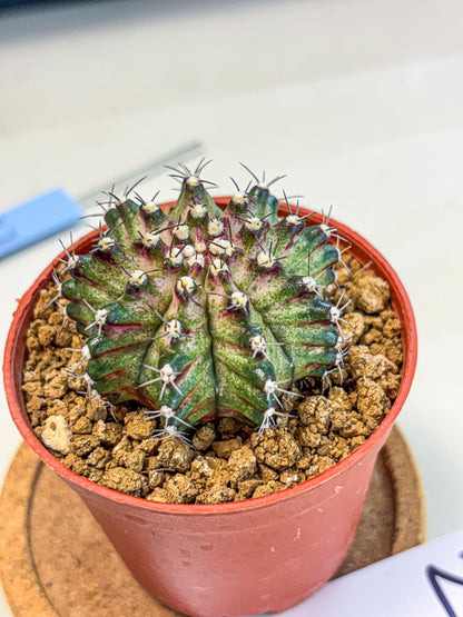 Gymnocalycium T-Rex (gy11) (p2) | Variegated Cactus