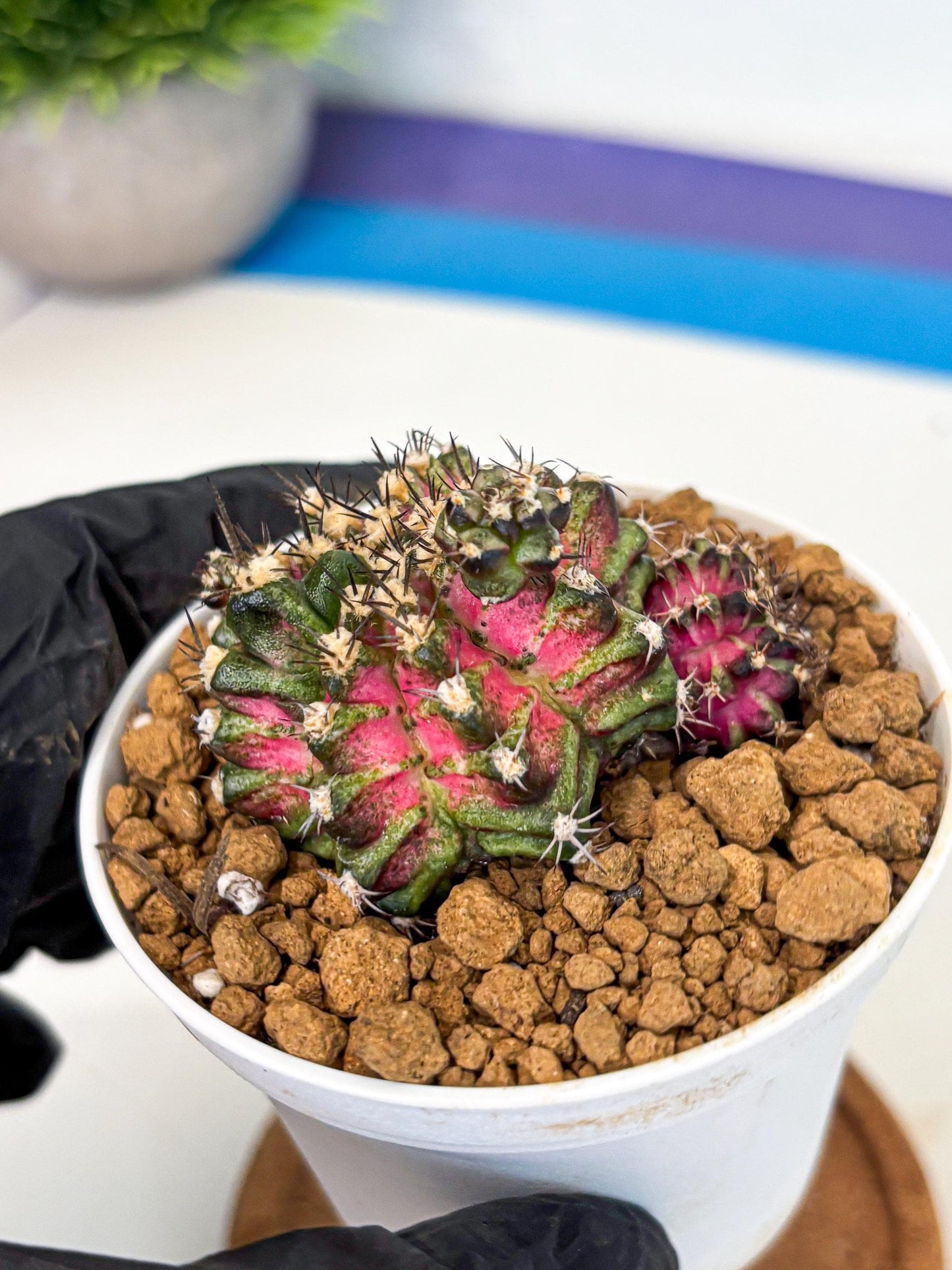 Gymnocalycium T-Rex (gy11) (p3) | Variegated Cactus