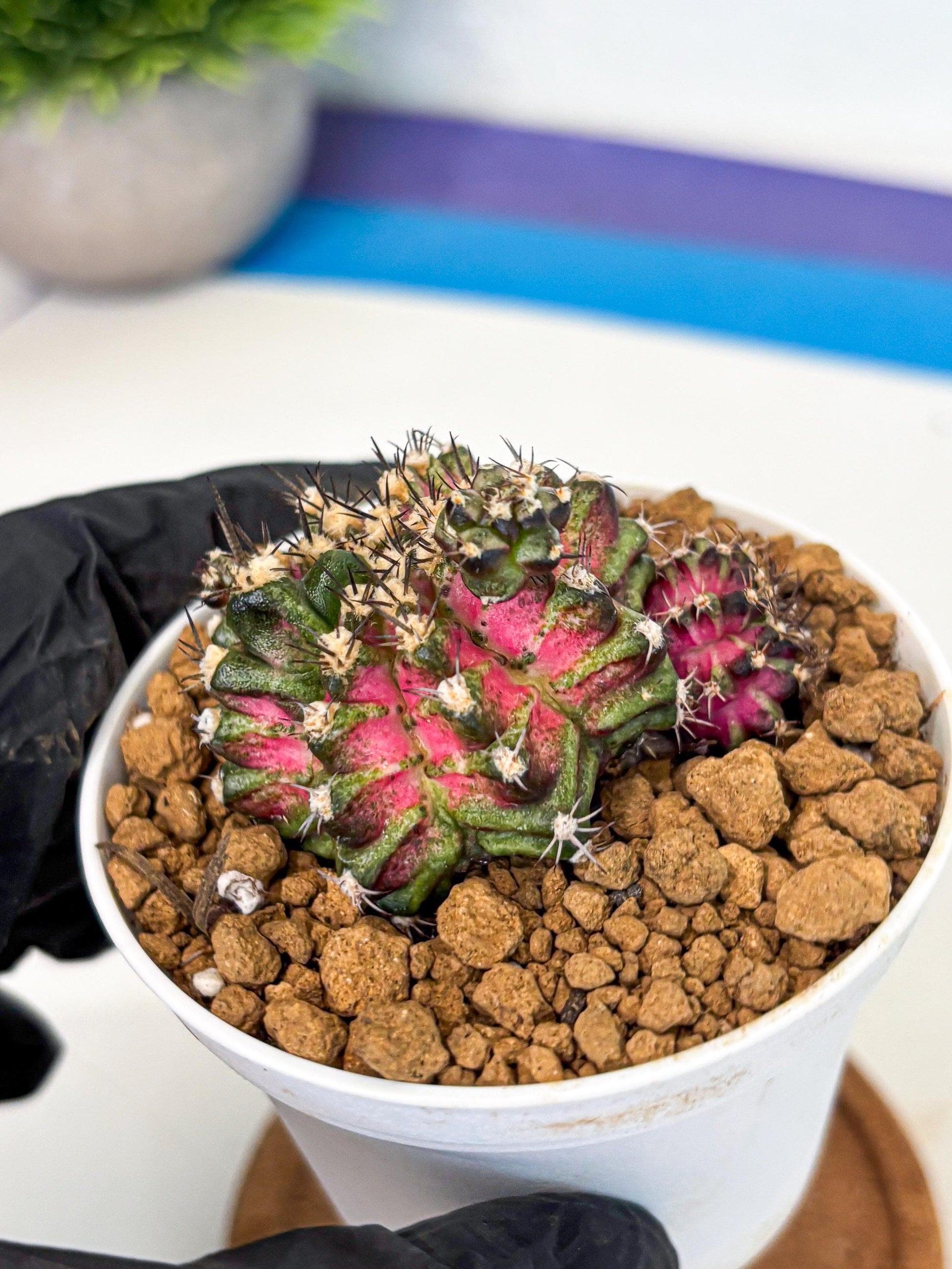 Gymnocalycium T-Rex (gy11) (p3) | Variegated Cactus