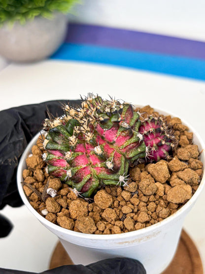 Gymnocalycium T-Rex (gy11) (p3) | Variegated Cactus