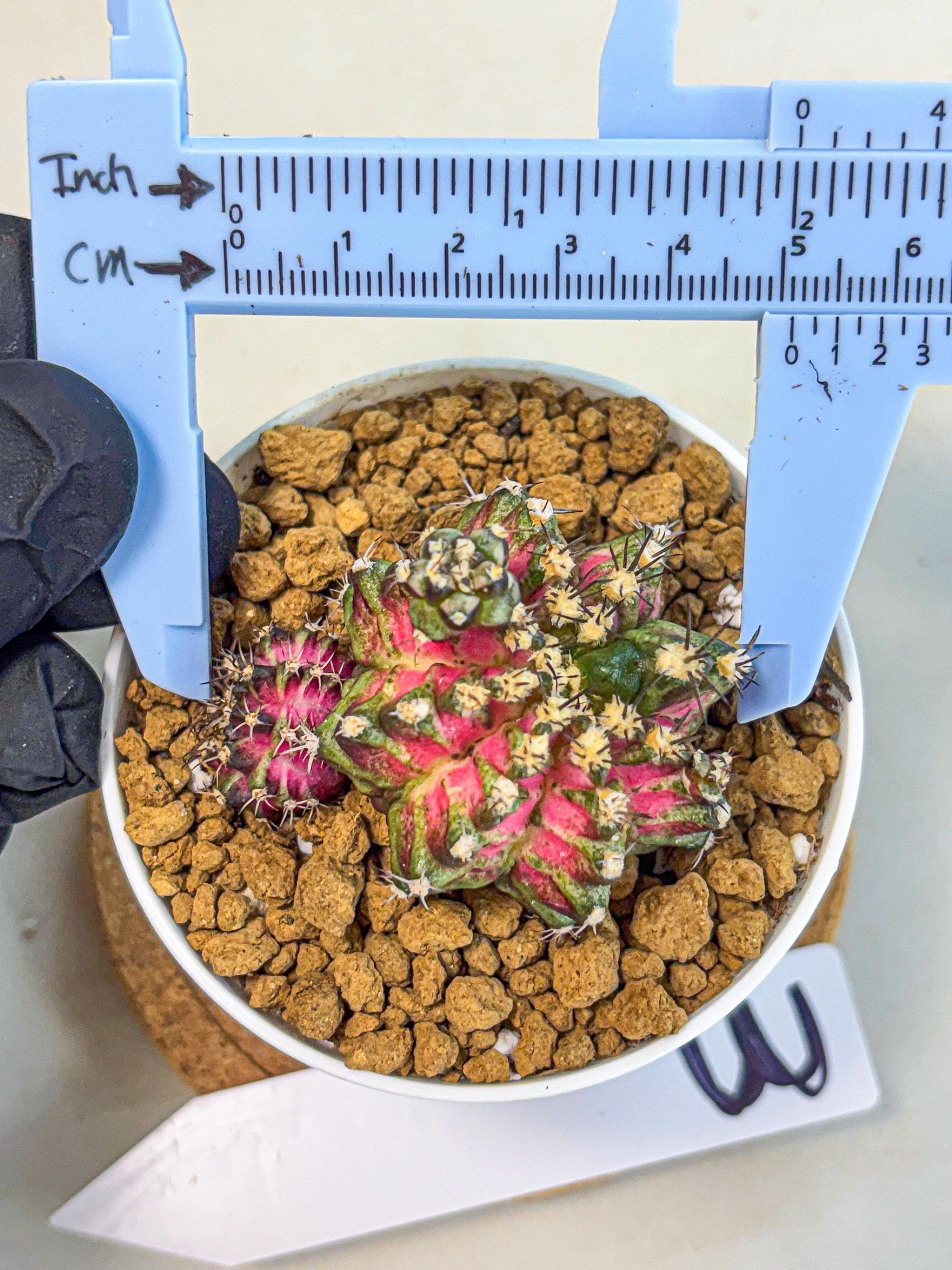 Gymnocalycium T-Rex (gy11) (p3) | Variegated Cactus