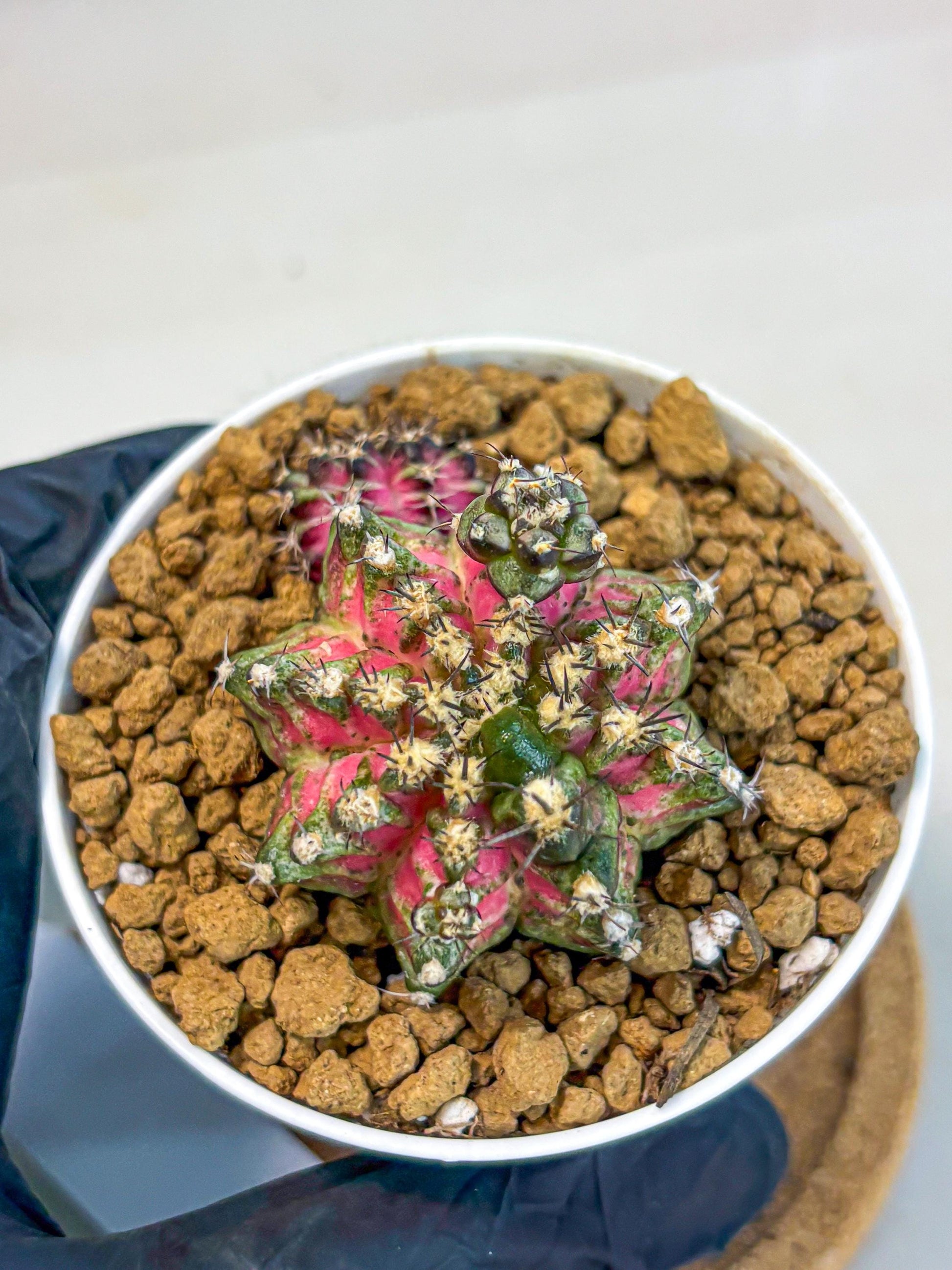 Gymnocalycium T-Rex (gy11) (p3) | Variegated Cactus
