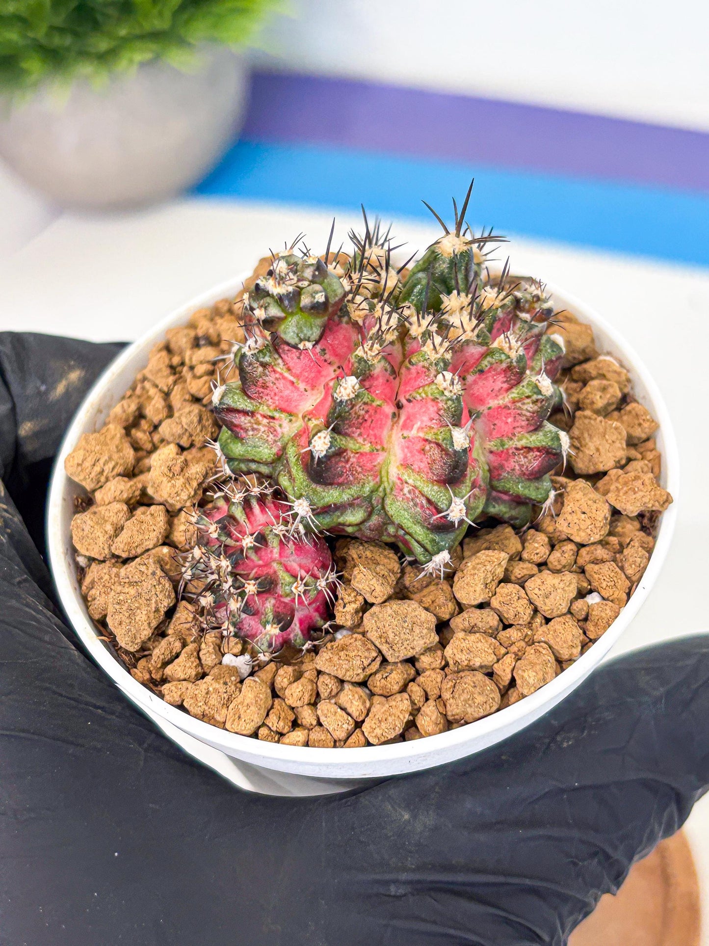 Gymnocalycium T-Rex (gy11) (p3) | Variegated Cactus