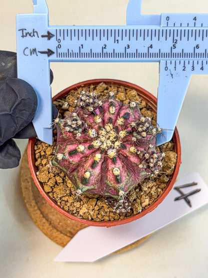 Gymnocalycium T-Rex (gy11) (p4) | Variegated Cactus