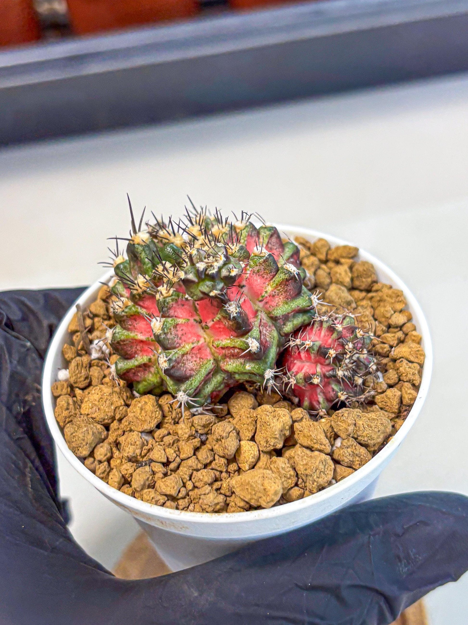 Gymnocalycium T-Rex (gy11) (p3) | Variegated Cactus