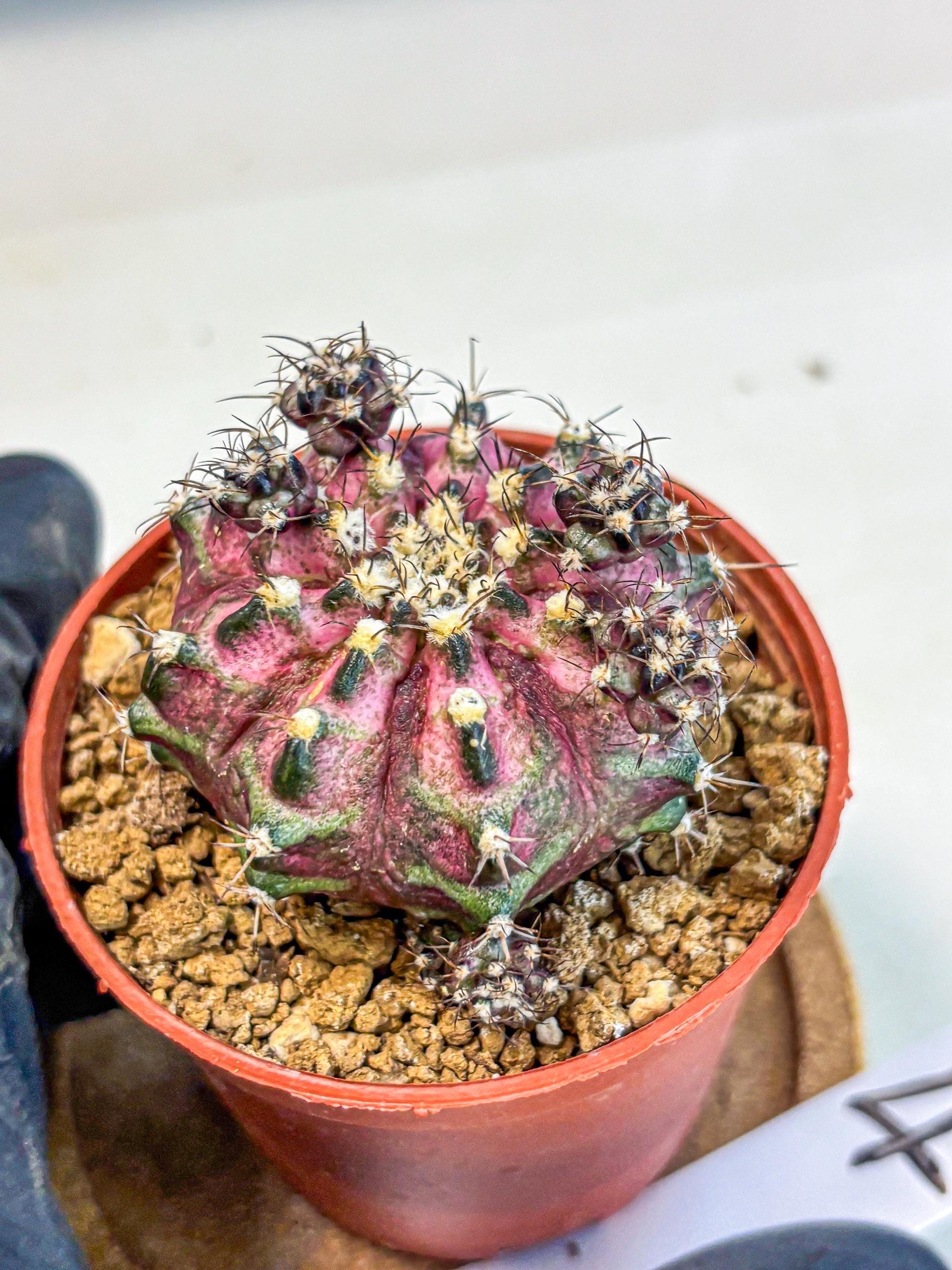 Gymnocalycium T-Rex (gy11) (p4) | Variegated Cactus