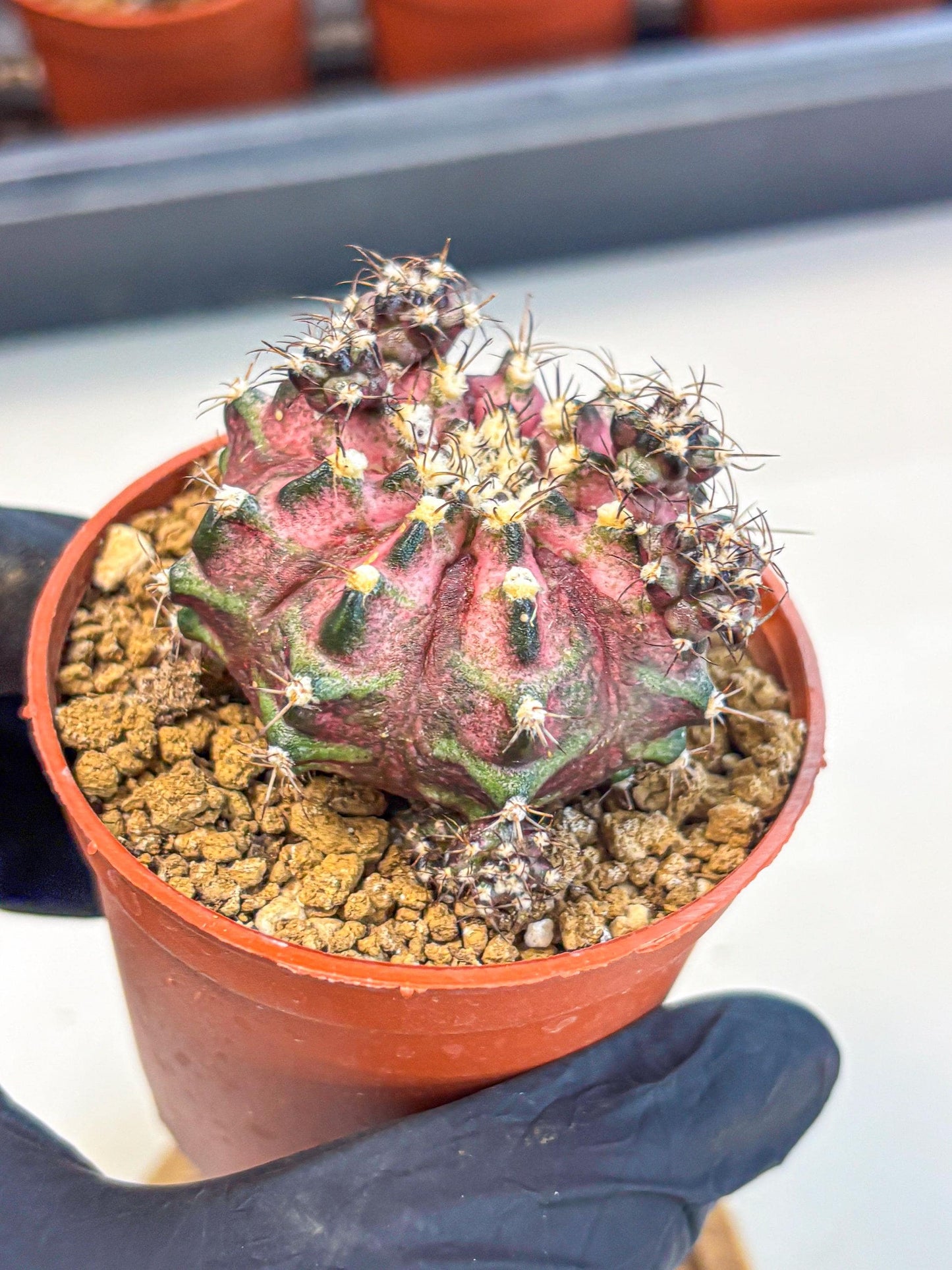 Gymnocalycium T-Rex (gy11) (p4) | Variegated Cactus