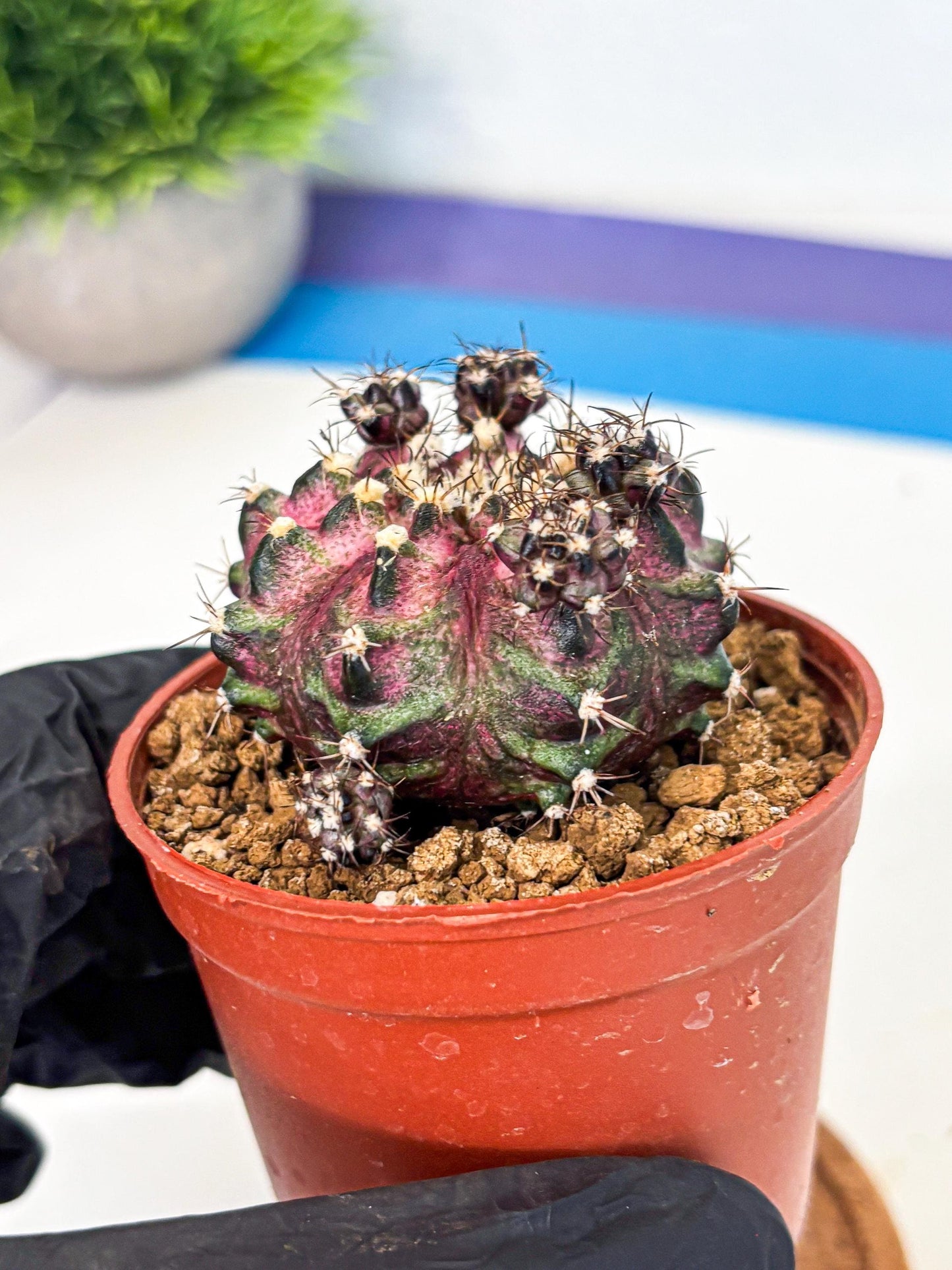 Gymnocalycium T-Rex (gy11) (p4) | Variegated Cactus