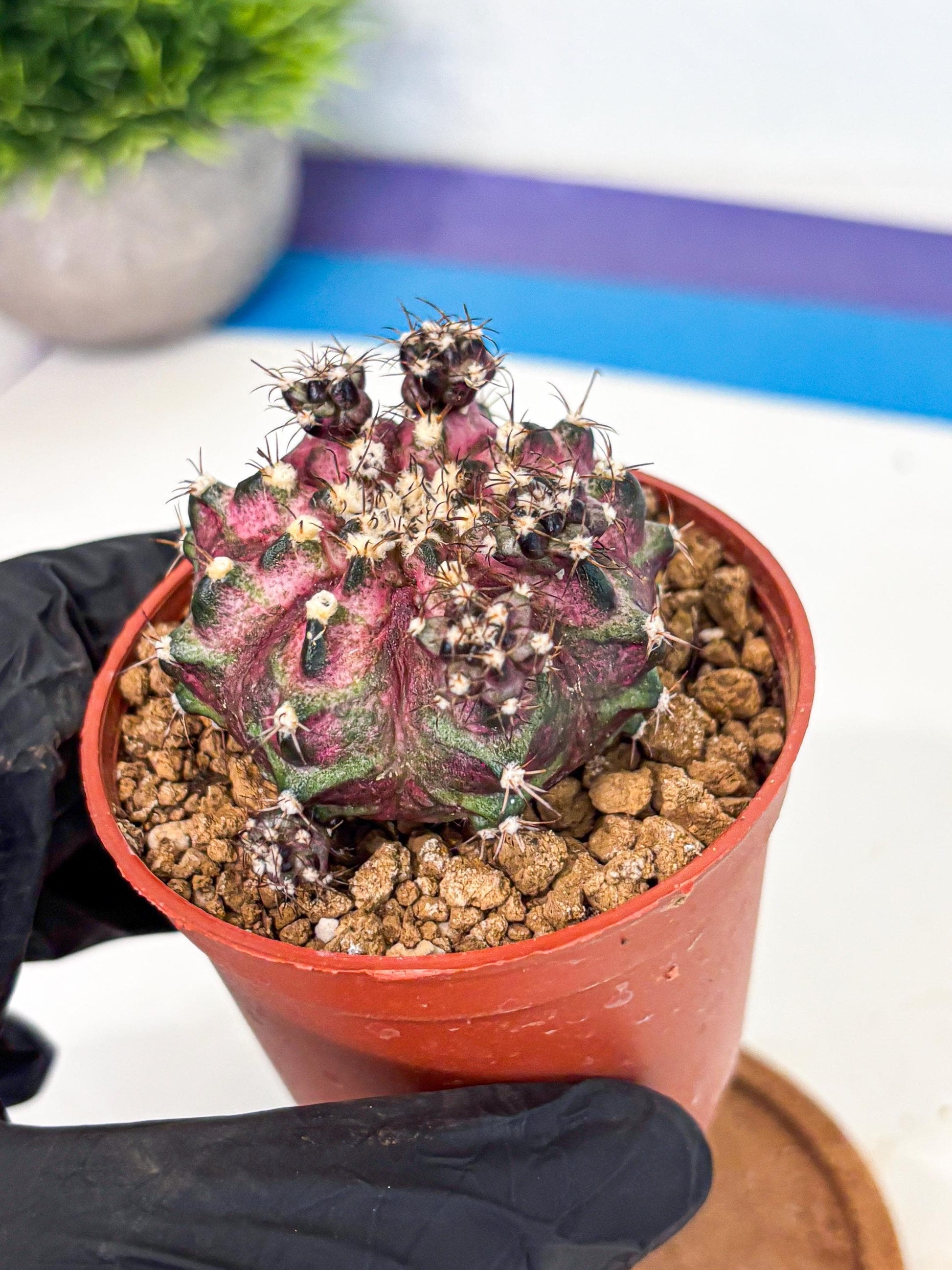 Gymnocalycium T-Rex (gy11) (p4) | Variegated Cactus