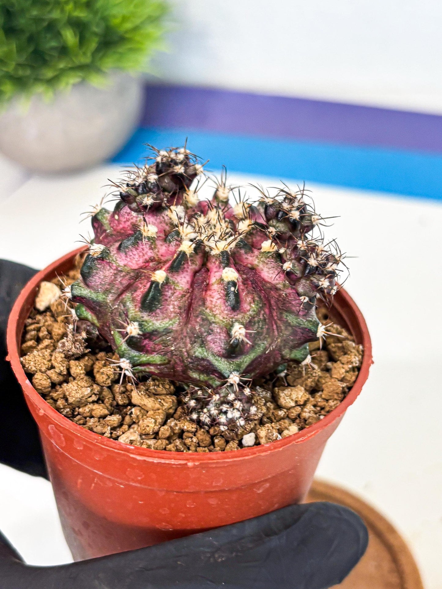 Gymnocalycium T-Rex (gy11) (p4) | Variegated Cactus