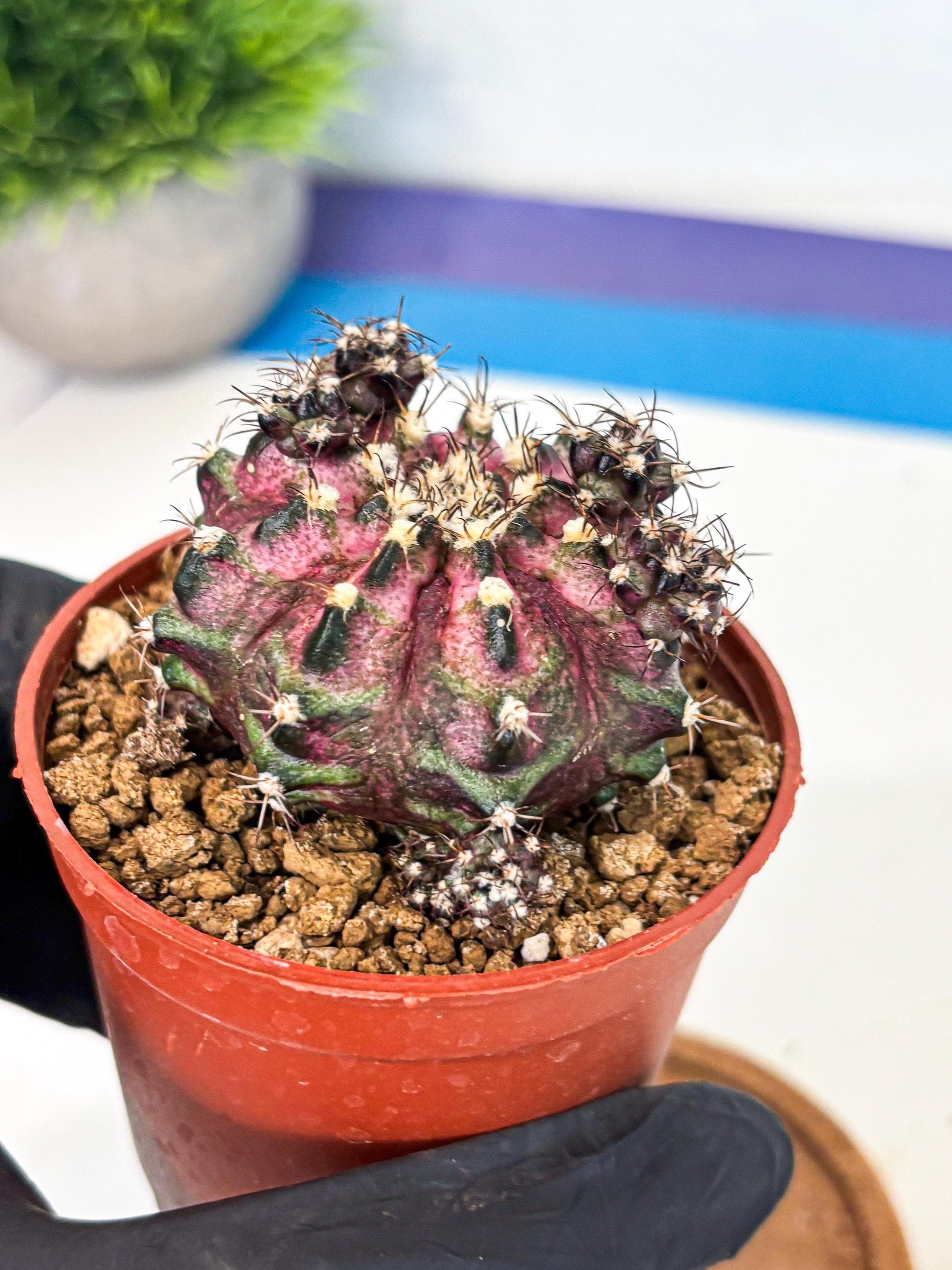 Gymnocalycium T-Rex (gy11) (p4) | Variegated Cactus