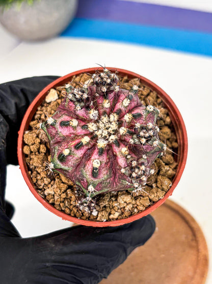 Gymnocalycium T-Rex (gy11) (p4) | Variegated Cactus