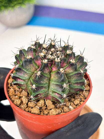 Gymnocalycium T-Rex (gy11) (p5) | Variegated Cactus