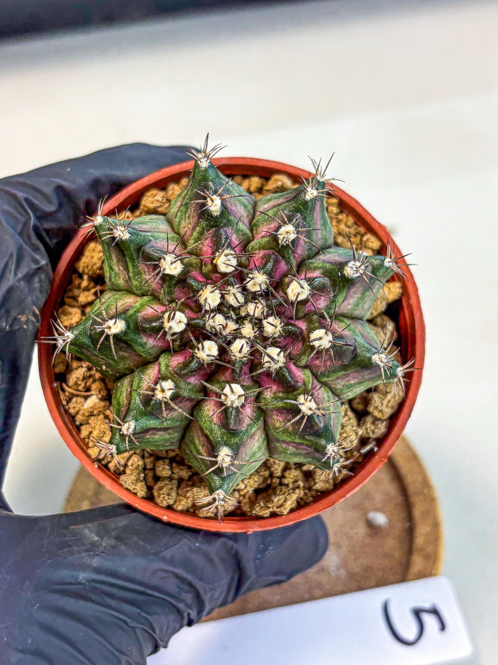 Gymnocalycium T-Rex (gy11) (p5) | Variegated Cactus