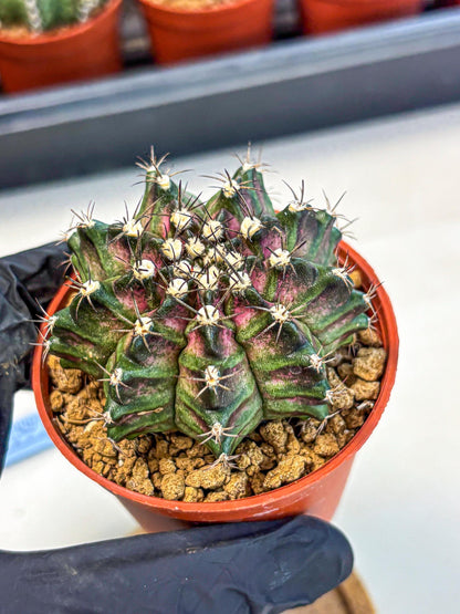 Gymnocalycium T-Rex (gy11) (p5) | Variegated Cactus