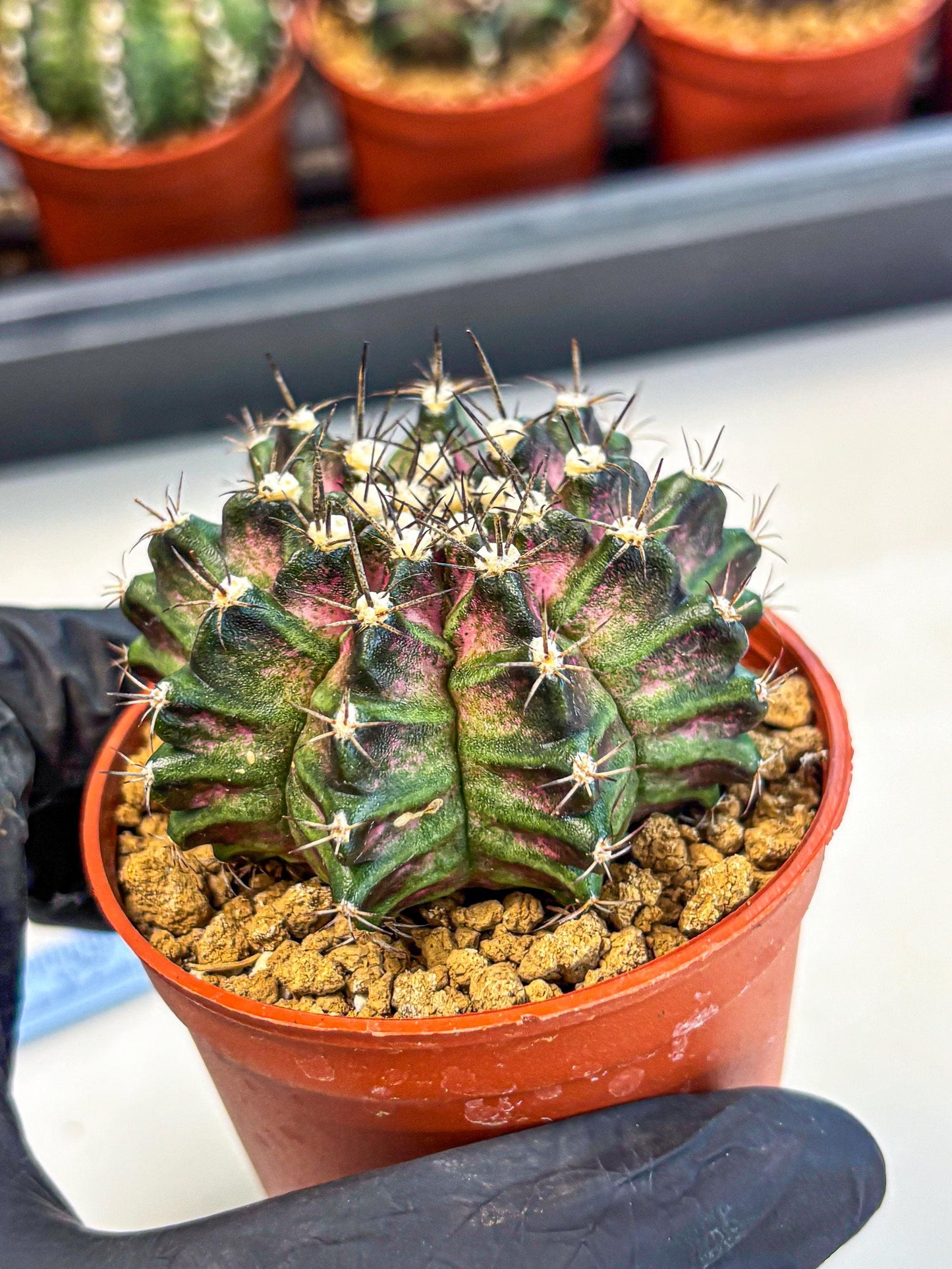 Gymnocalycium T-Rex (gy11) (p5) | Variegated Cactus