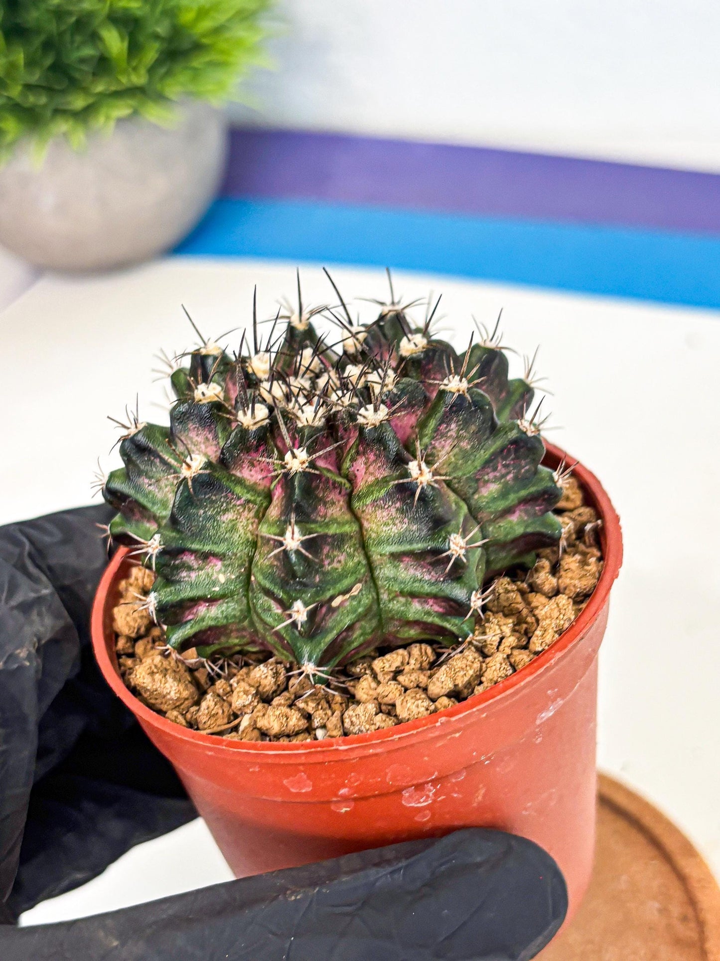 Gymnocalycium T-Rex (gy11) (p5) | Variegated Cactus