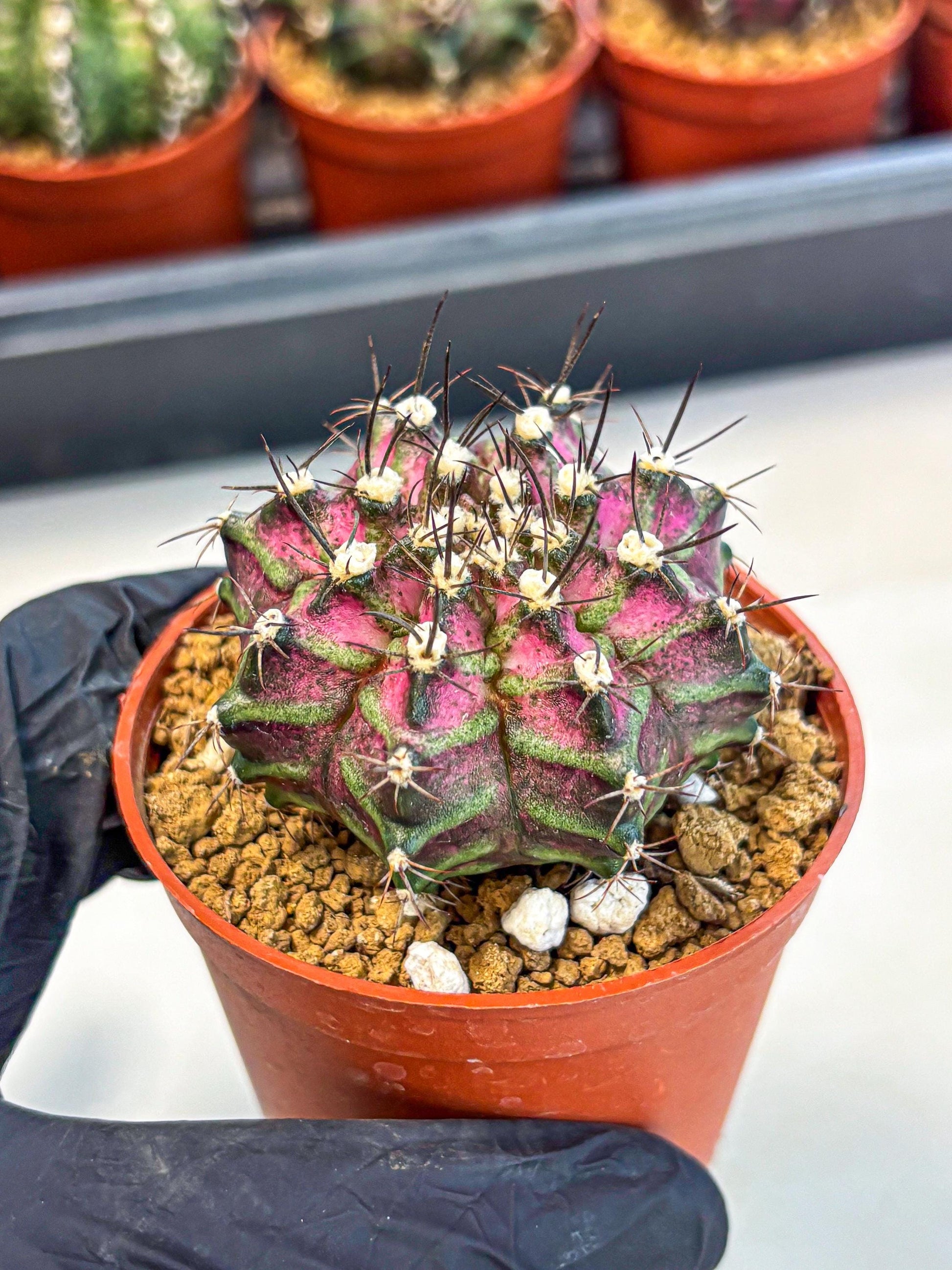 Gymnocalycium T-Rex (gy11) (p6) | Variegated Cactus