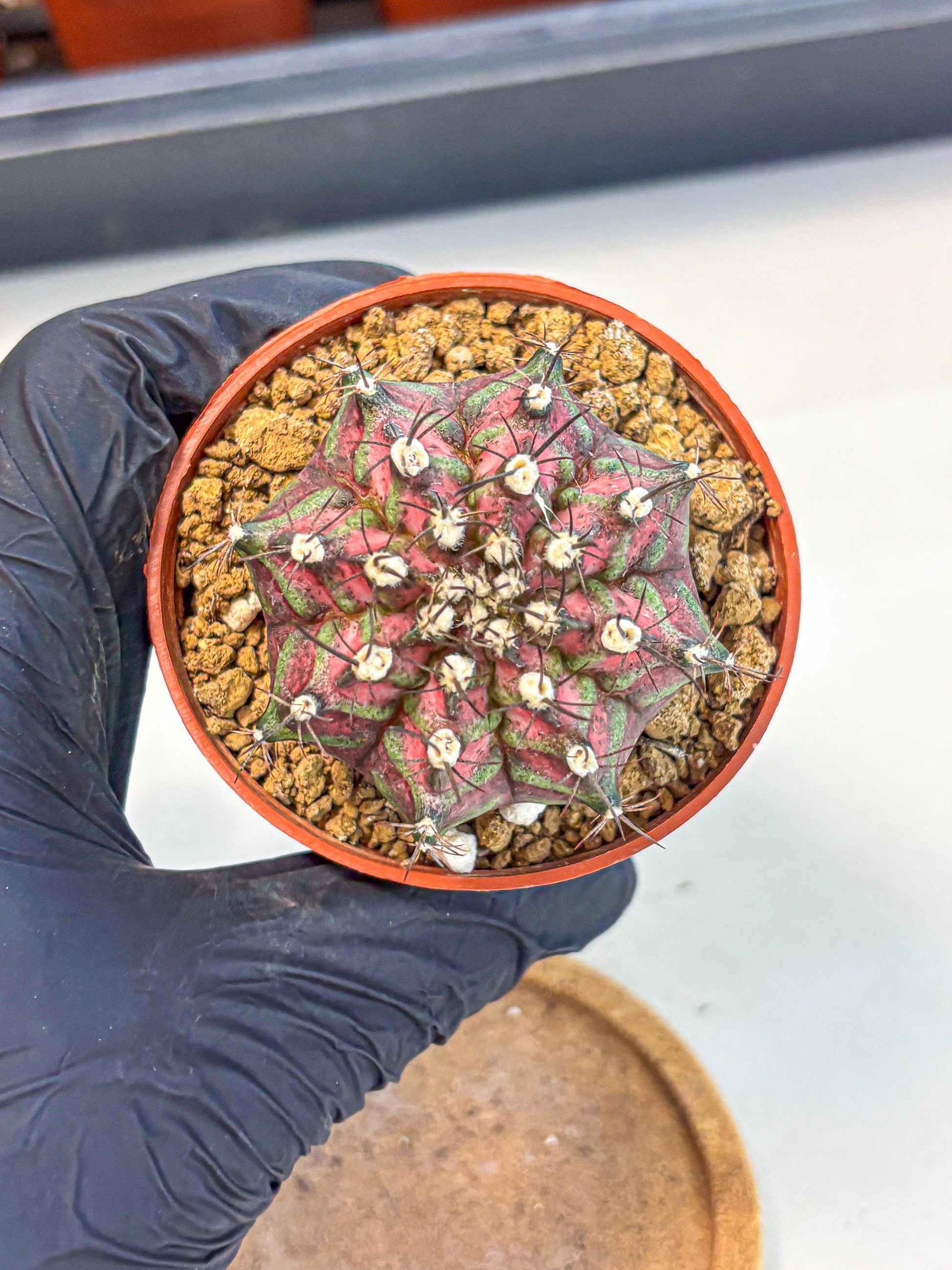 Gymnocalycium T-Rex (gy11) (p6) | Variegated Cactus
