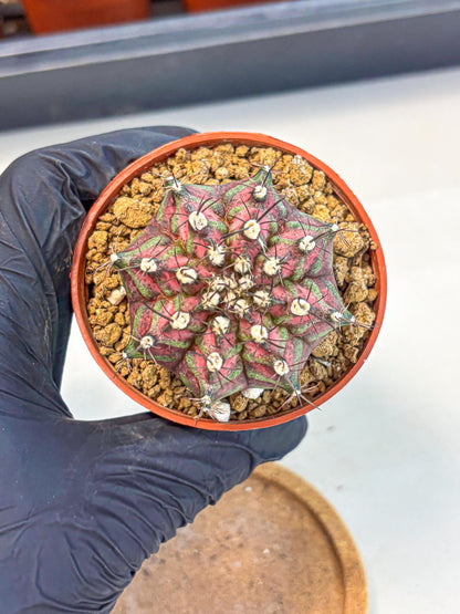Gymnocalycium T-Rex (gy11) (p6) | Variegated Cactus