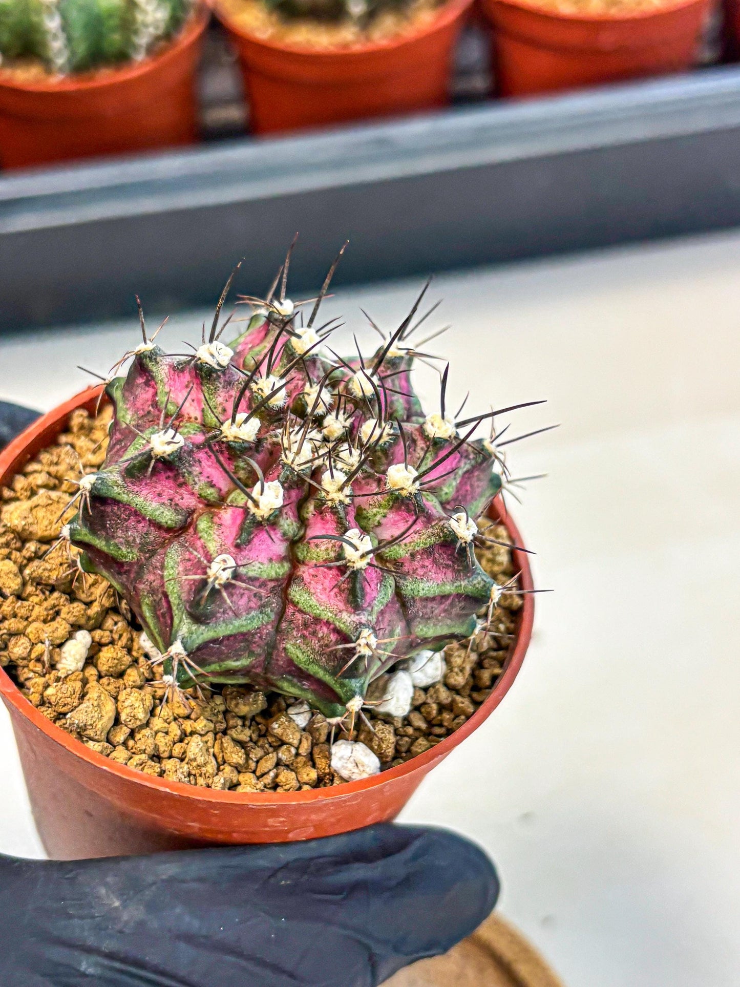Gymnocalycium T-Rex (gy11) (p6) | Variegated Cactus