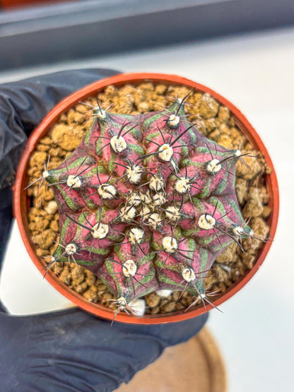 Gymnocalycium T-Rex (gy11) (p6) | Variegated Cactus