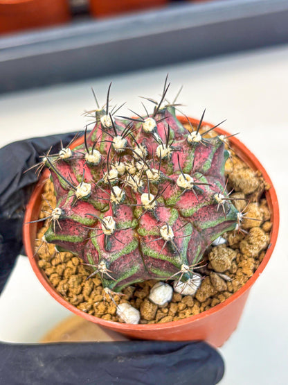 Gymnocalycium T-Rex (gy11) (p6) | Variegated Cactus