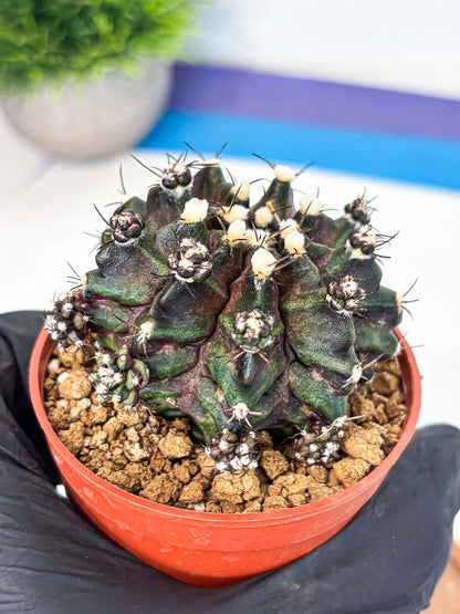 Gymnocalycium T-Rex (gy11) (p7) | Variegated Cactus