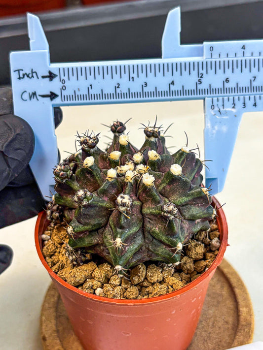 Gymnocalycium T-Rex (gy11) (p7) | Variegated Cactus