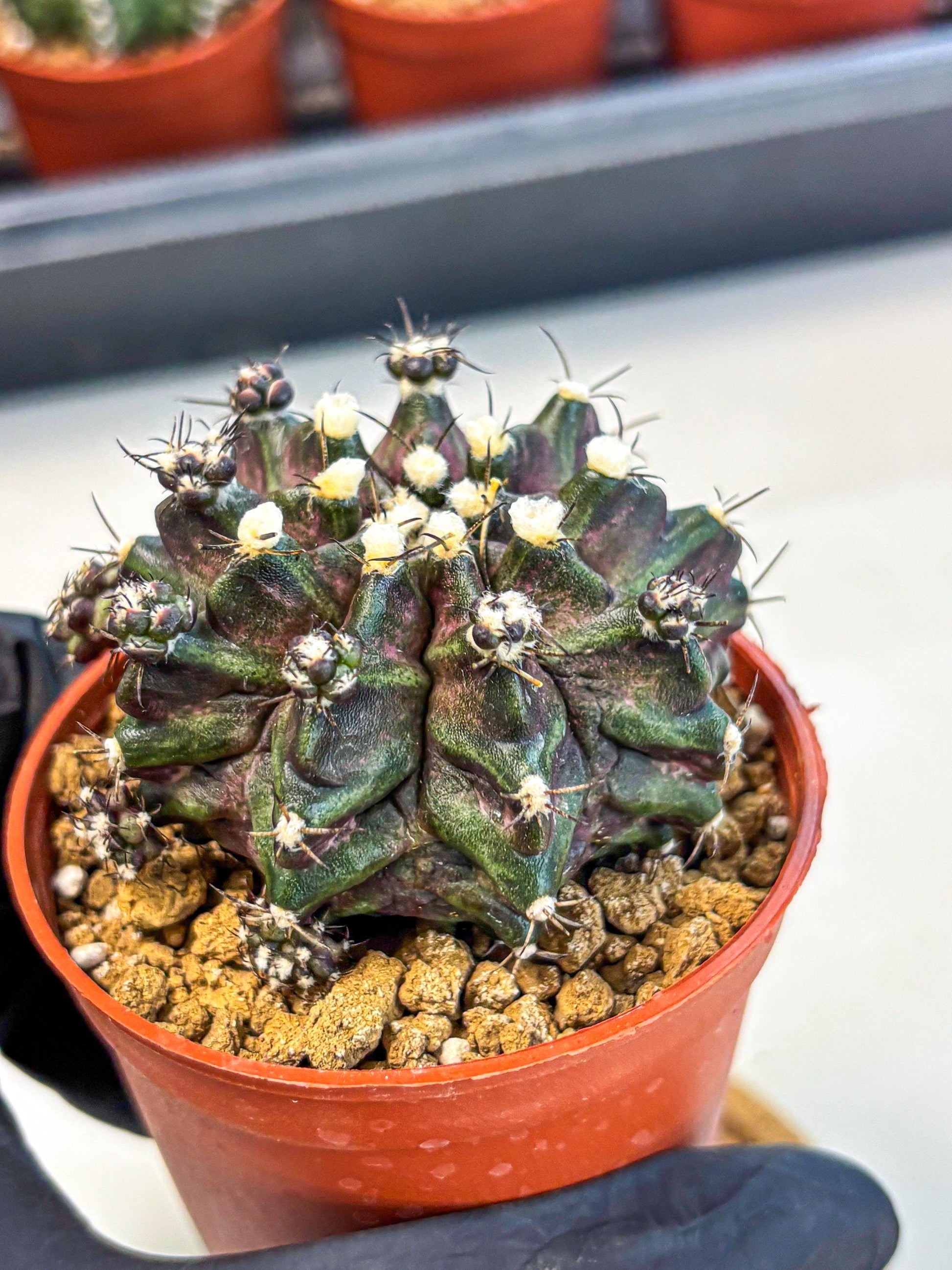 Gymnocalycium T-Rex (gy11) (p7) | Variegated Cactus