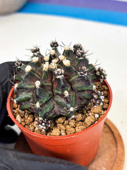 Gymnocalycium T-Rex (gy11) (p7) | Variegated Cactus