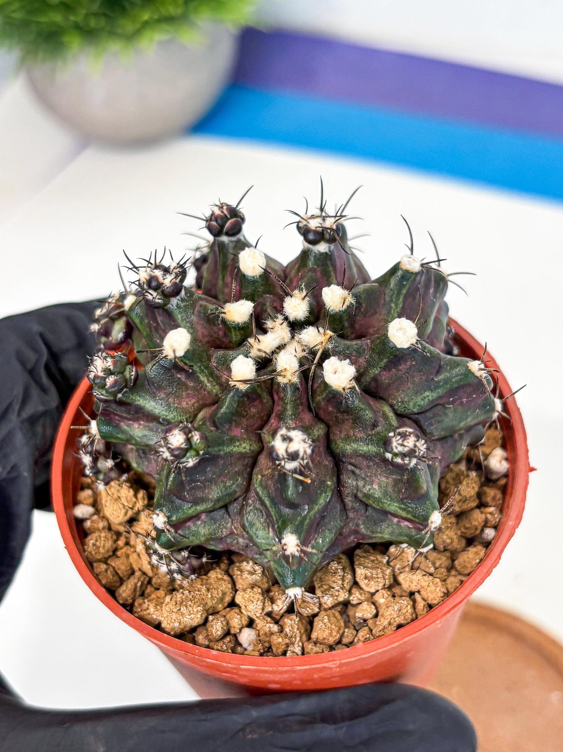 Gymnocalycium T-Rex (gy11) (p7) | Variegated Cactus