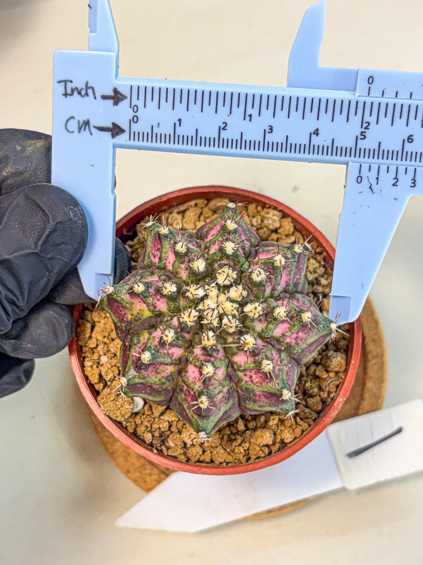 Gymnocalycium T-Rex (gy11) (r1) | Variegated Cactus