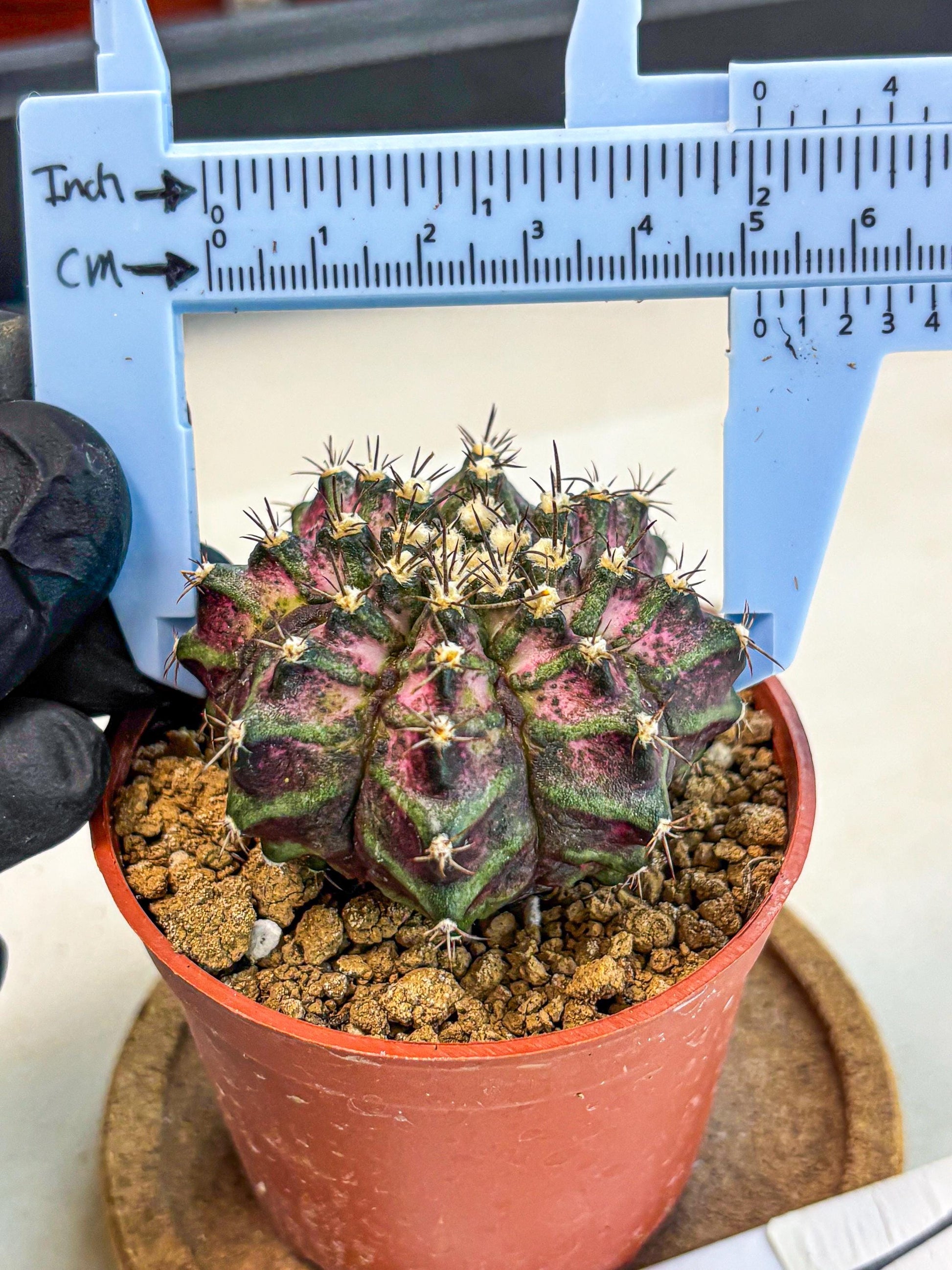 Gymnocalycium T-Rex (gy11) (r1) | Variegated Cactus