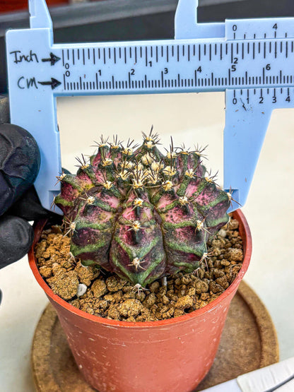 Gymnocalycium T-Rex (gy11) (r1) | Variegated Cactus