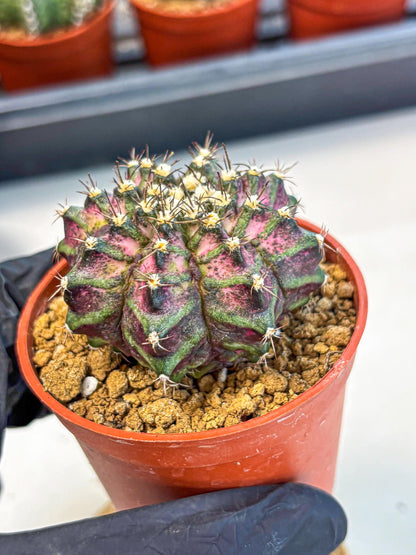 Gymnocalycium T-Rex (gy11) (r1) | Variegated Cactus