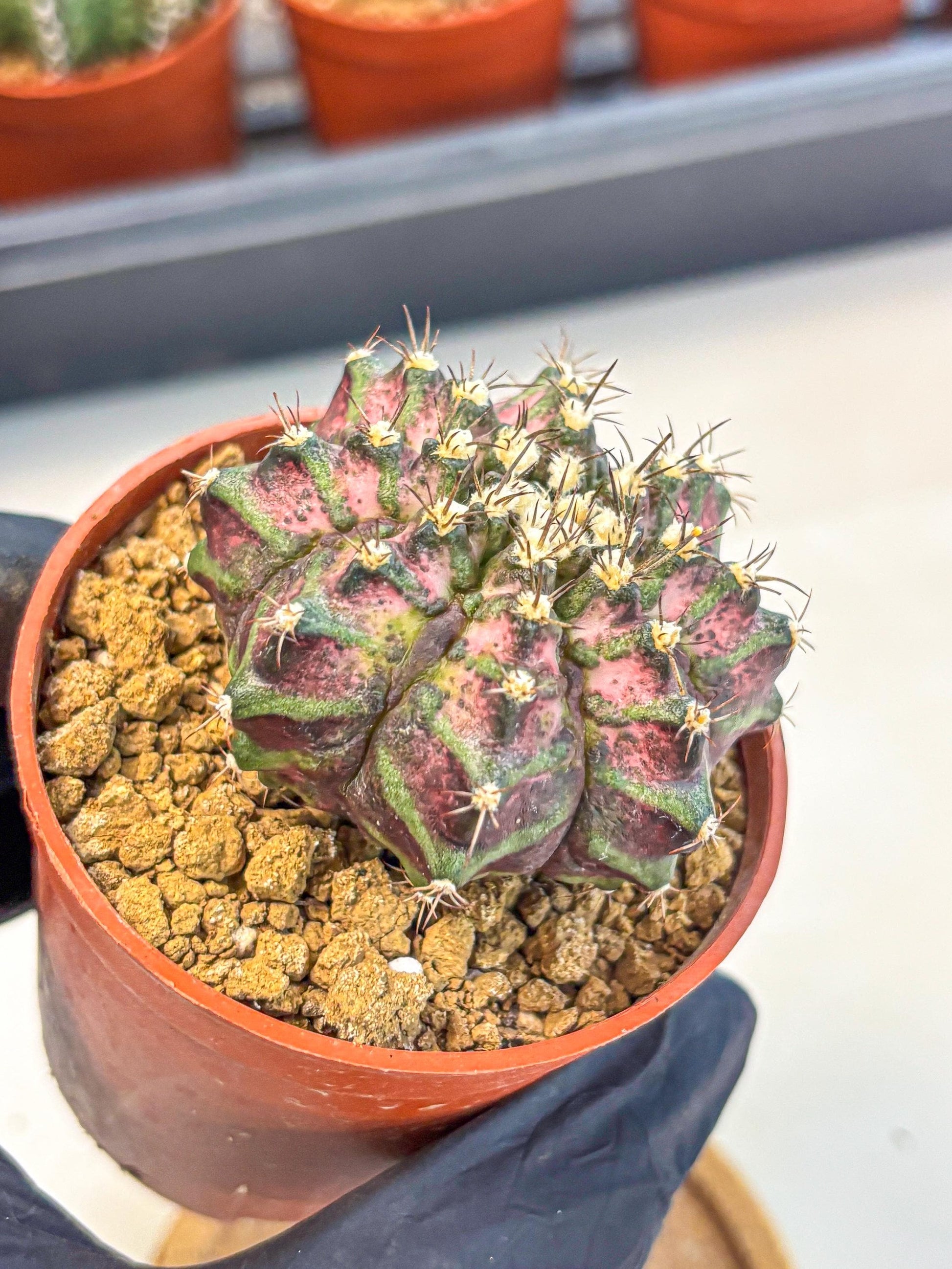 Gymnocalycium T-Rex (gy11) (r1) | Variegated Cactus