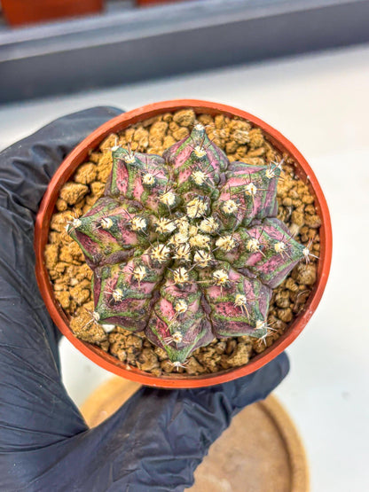 Gymnocalycium T-Rex (gy11) (r1) | Variegated Cactus