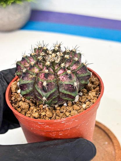 Gymnocalycium T-Rex (gy11) (r1) | Variegated Cactus