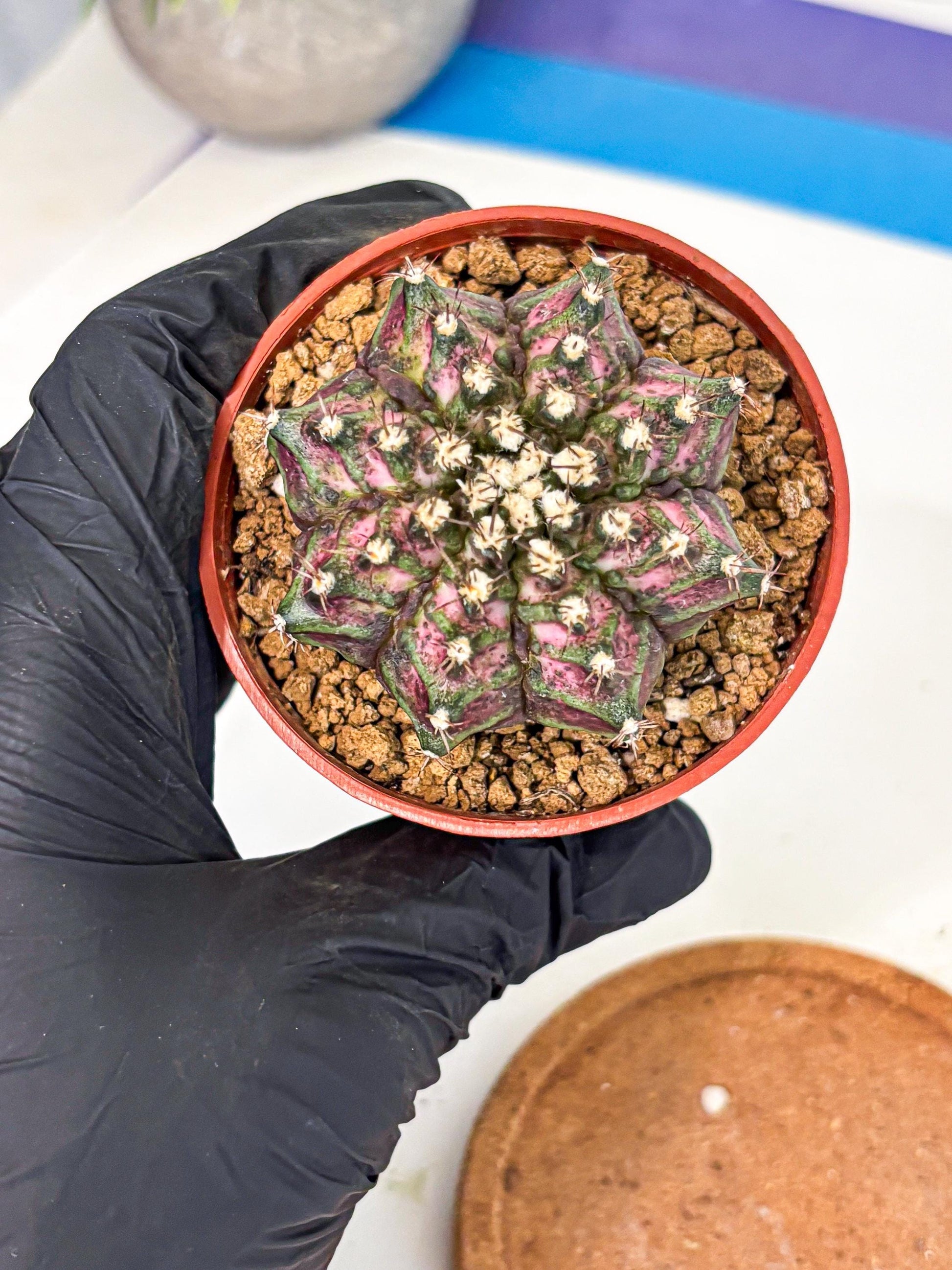 Gymnocalycium T-Rex (gy11) (r1) | Variegated Cactus