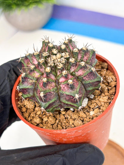 Gymnocalycium T-Rex (gy11) (r1) | Variegated Cactus