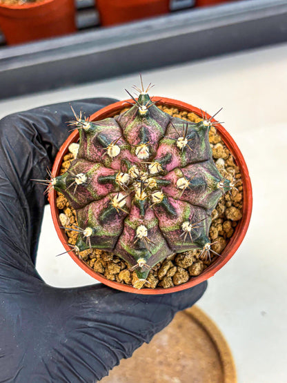 Gymnocalycium T-Rex (gy11) (r2) | Variegated Cactus