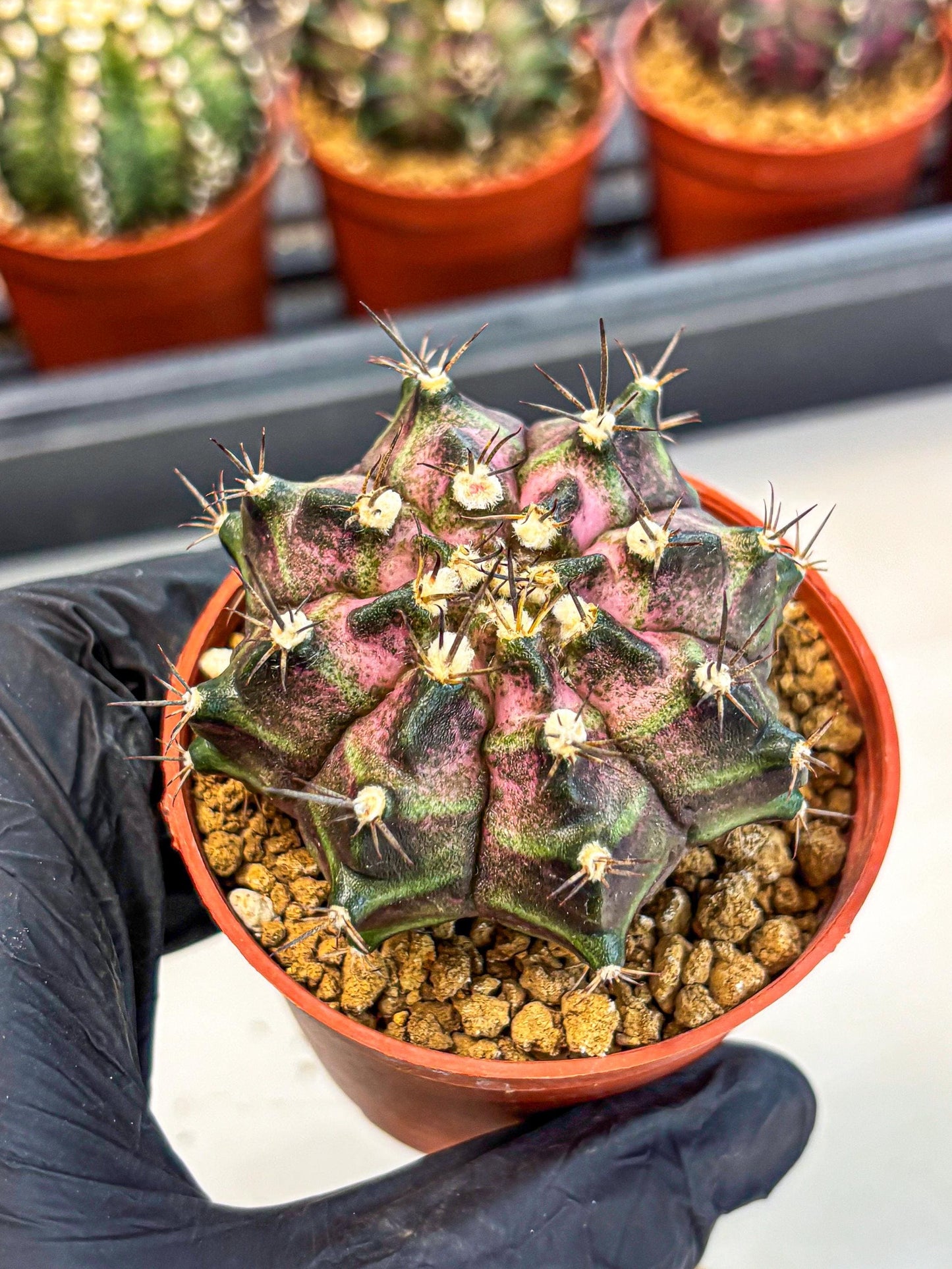 Gymnocalycium T-Rex (gy11) (r2) | Variegated Cactus