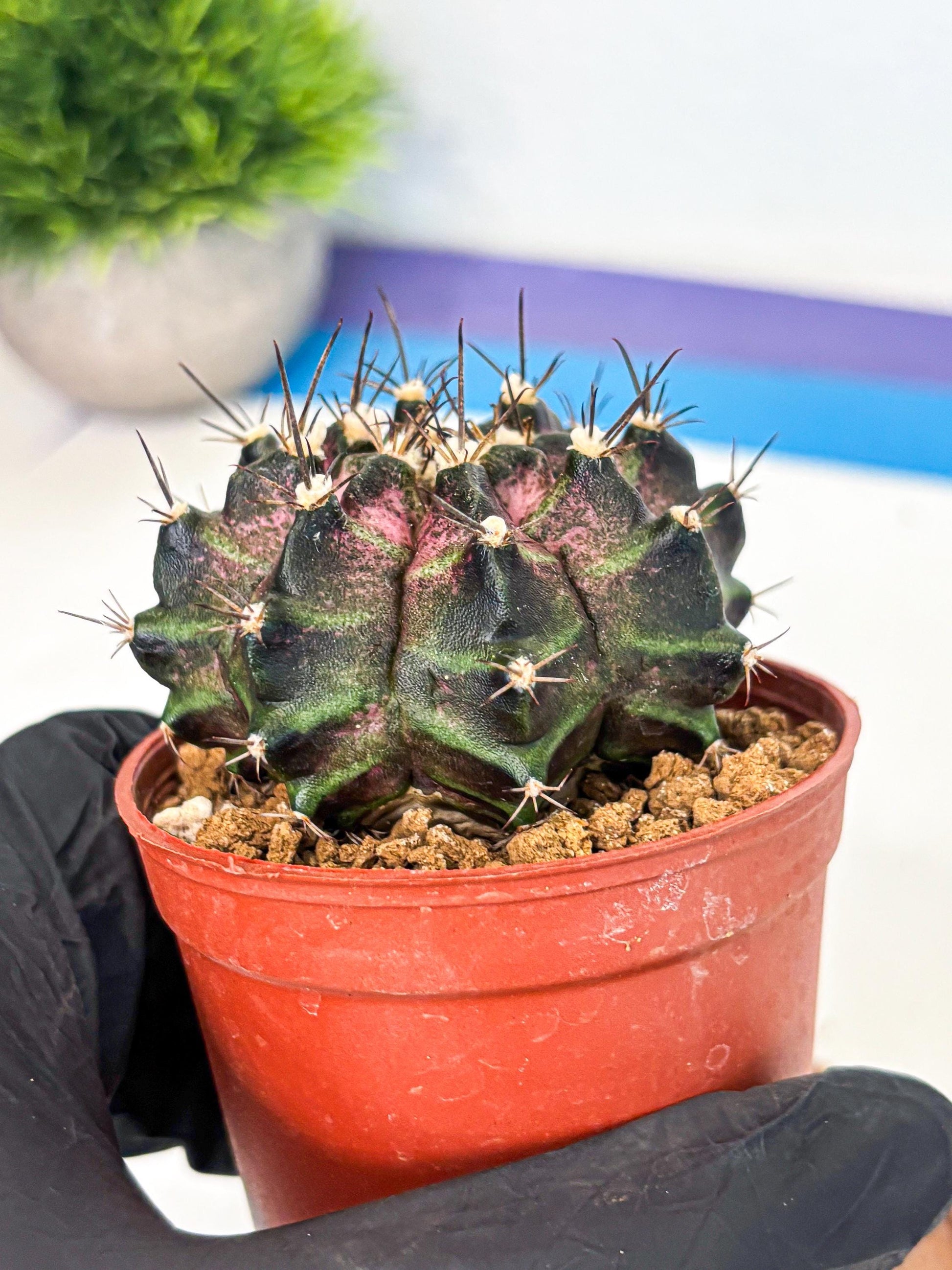 Gymnocalycium T-Rex (gy11) (r2) | Variegated Cactus